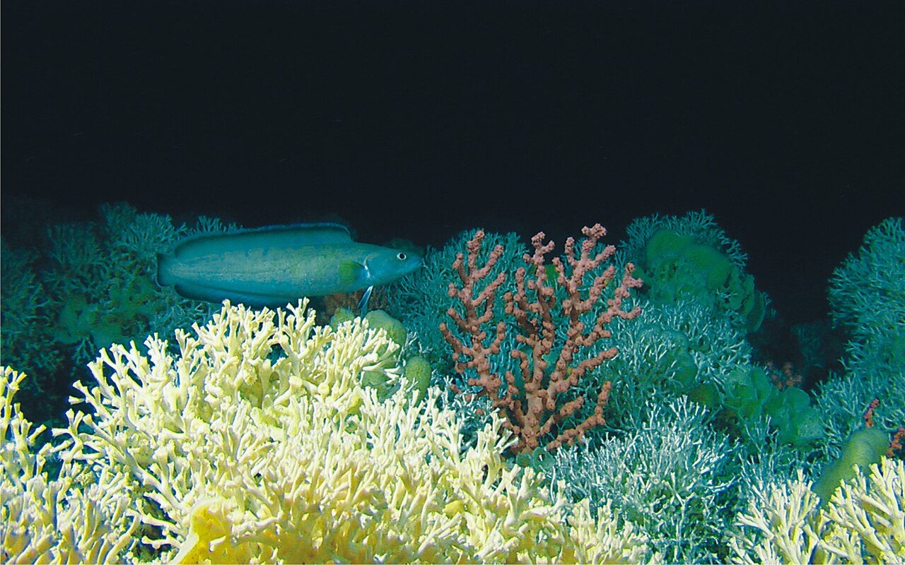 Researchers Sink 23 3D Printed Reefs to 1,100 Meters to Regrow Cold-Water Coral