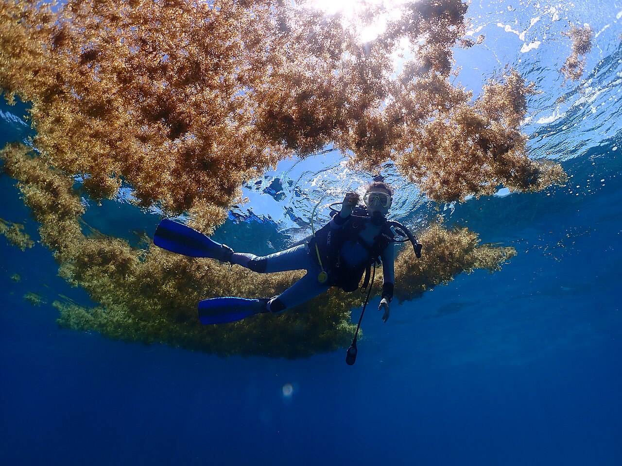 FAU Wins $800K EPA Grant to 3D Print Seaweed-Based Phosphorus Traps Against Toxic Algal Blooms